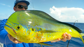 Fishing for Dolphin, Tuna and Sharks in the Florida Keys