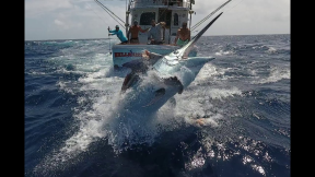 Cairns Black Marlin Fishing