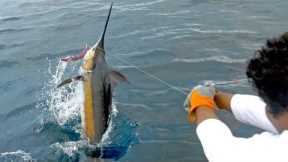 EPIC Blue Marlin Fishing in Costa Rica