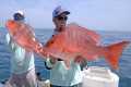 Kingfish, Cobia and Snappers -